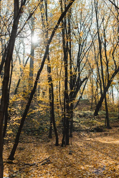 Красивый Осенний Лес Желтыми Деревьями Солнечный День — стоковое фото