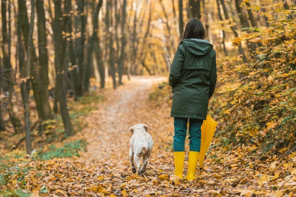 back view of woman in gumboots holding yellow umbrella and walking with dog on leafy path in autumnal forest