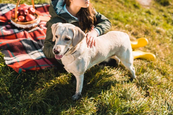 Cropped Image Woman Sitting Blanket Adjusting Dog Collar Golden Retriever — Stock Photo, Image