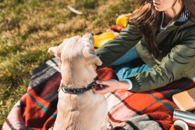 paket üzerinde oturan ve Park golden retriever köpek yaka ayarlama kadının kısmi görünümü