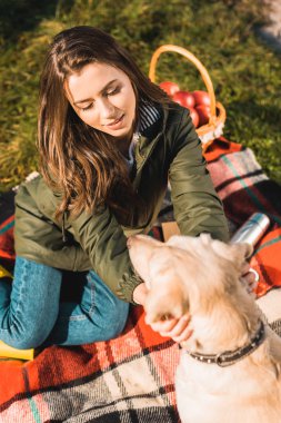 high angle view of young woman sitting on blanket and adjusting dog collar on golden retriever in park clipart