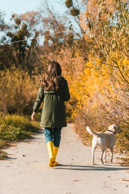 rear view of woman in yellow rubber boots walking with golden retriever in autumnal park clipart