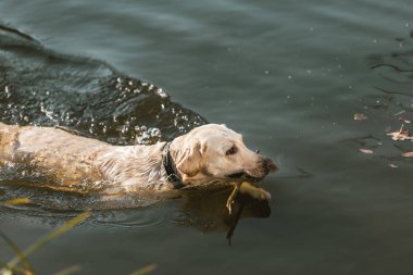 Açık havada su birikintisi içinde yüzmeye golden retriever yüksek açılı görünüş 