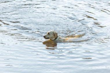 Açık havada su birikintisi içinde yüzmeye sevimli golden retriever yüksek açılı görünüş 