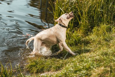 selective focus of golden retriever coming out from pond in park  clipart