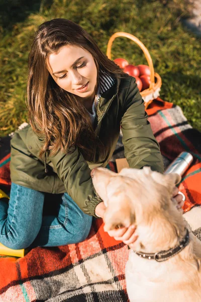 毛布の上に座って 公園でゴールデンレトリバーの犬の首輪を調整する若い女性のハイアングル  — 無料ストックフォト