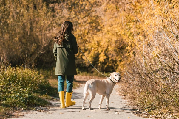 秋の公園でゴールデン リトリーバー歩いて黄色のゴム製ブーツの女性の背面図 — ストック写真