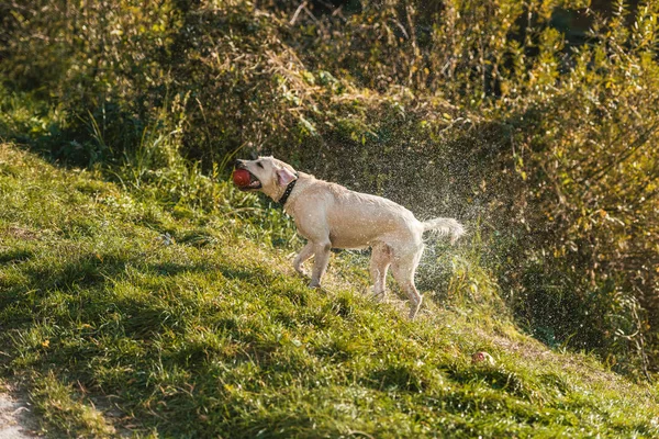 Selective Focus Golden Retriever Apple Mouth Shaking Itself Dry Grass — Free Stock Photo