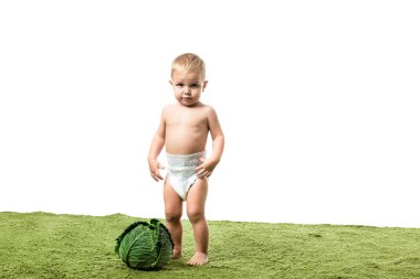 toddler boy standing on green carpet near big cabbage isolated on white clipart