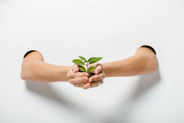 cropped image of woman holding green plant through holes on white clipart