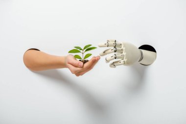 cropped image of woman and robot holding green plant through holes on white