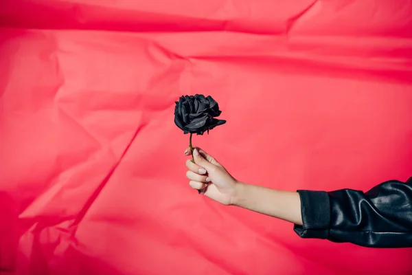 Visão Parcial Mulher Segurando Flor Rosa Preta Fundo Vermelho — Fotografia de Stock