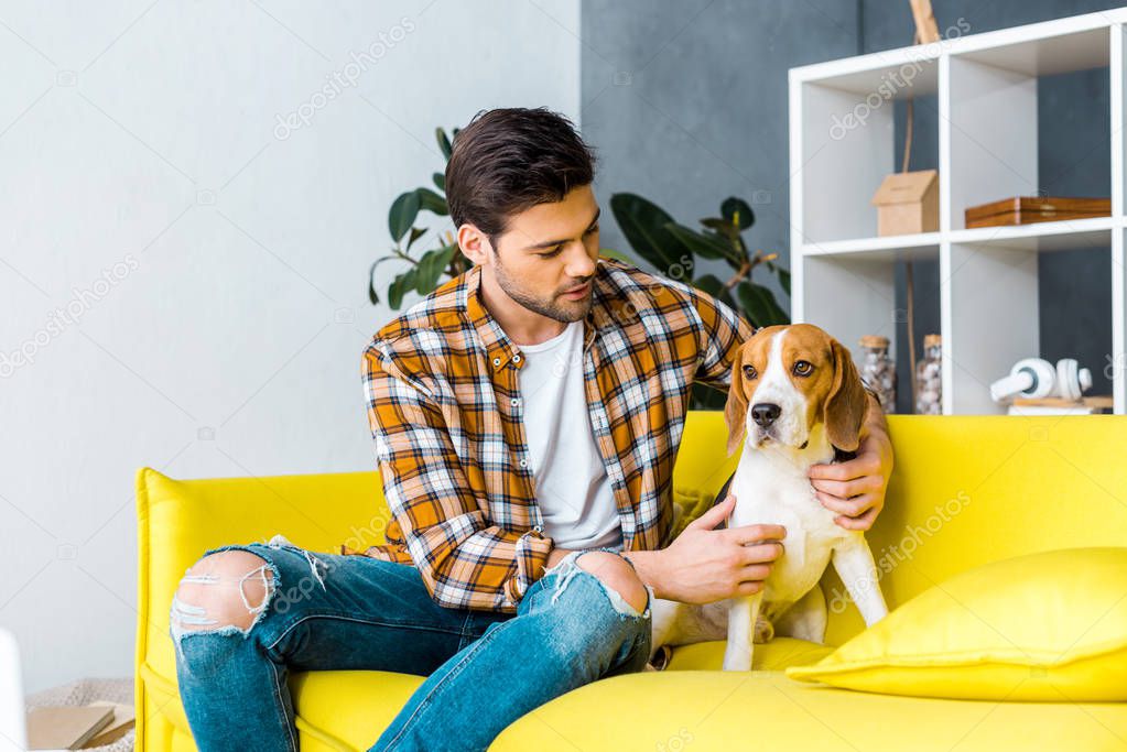 handsome man in checkered shirt spending time with beagle on sofa