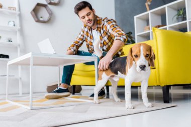 seçici odak üstünde laptop ile beagle köpek oturma odasında çalışma Freelancer 