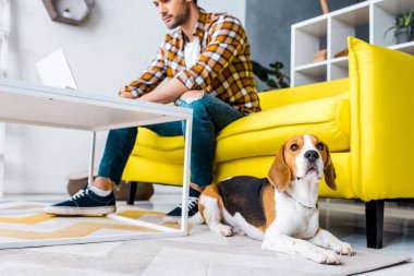 beagle köpek ve adam dizüstü bilgisayar ile seçici odak