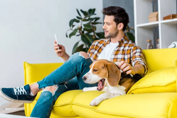 Selektivní Fokus Zející Beagle Psa Člověka Smartphone — Stock fotografie