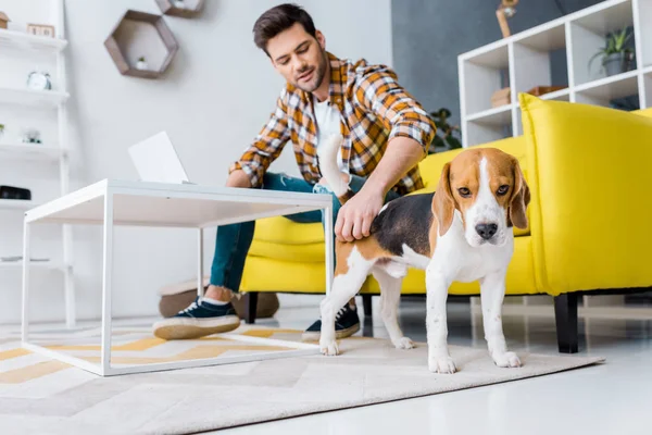 Selektiv Fokus För Frilansare Arbetar Bärbar Dator Vardagsrummet Med Beaglehund — Stockfoto