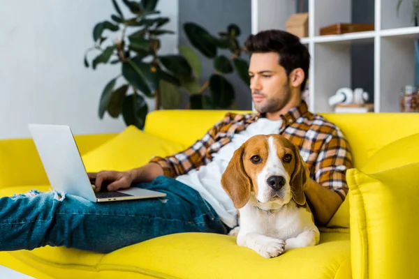 selective focus of beagle dog and man with laptop in living room