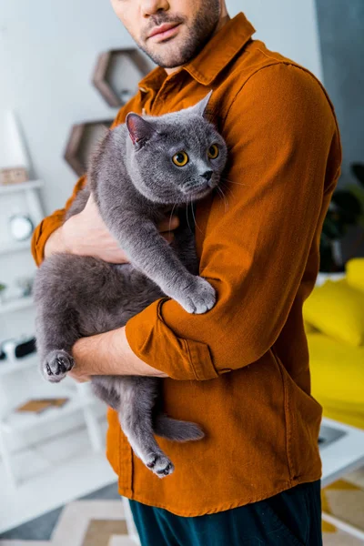 かわいいブリティッシュショートヘアの猫を抱きかかえたのビューをトリミング — ストック写真