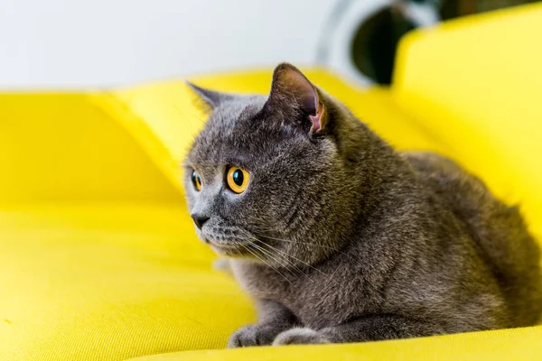 Graue Britische Kurzhaarkatze Liegt Auf Gelbem Sofa — Stockfoto