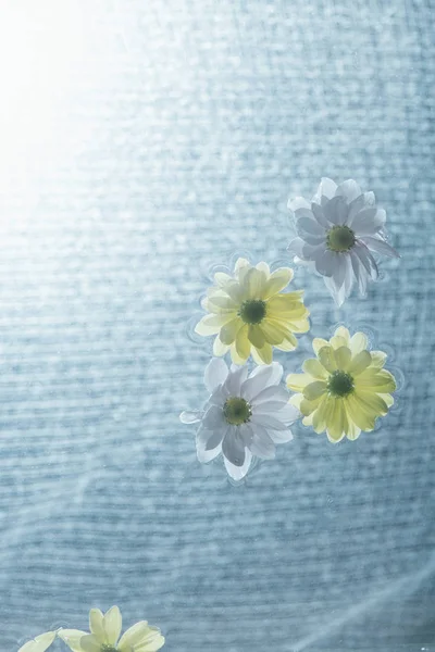 Close White Yellow Flowers Water Sunlight — Stock Photo, Image