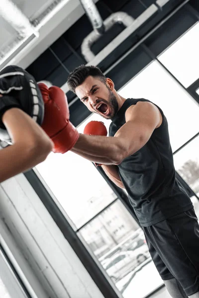 Částečný Pohled Trenéra Emocionální Pejsek Boxer Boxerské Rukavice Společného Výcviku — Stock fotografie