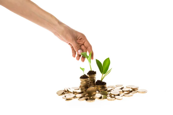 Cropped View Woman Touching Green Leaves Top Golden Coins Isolated — Stock Photo, Image