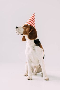 parti kap gri arka plan üzerinde oturan sevimli beagle köpek