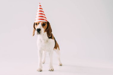 şirin beagle köpek ayakta gri arka plan üzerinde parti şapkalı