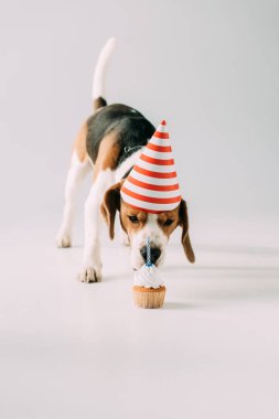 şirin beagle köpek cupcake gri arka plan üzerinde kokulu parti şapkalı