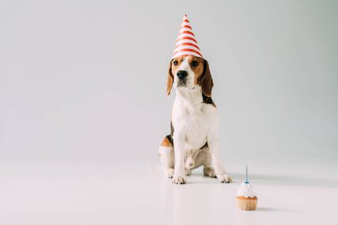 parti kap kek gri arka plan üzerinde yakın oturan sevimli beagle köpek