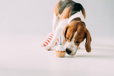 Cupcake parti kap gri arka plan üzerinde yakınındaki kokulu tatlı beagle köpek