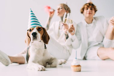 seçici odak şirin beagle köpek kaç bardak şampanya gri arka plan üzerinde tutarak yakın parti şapkalı 