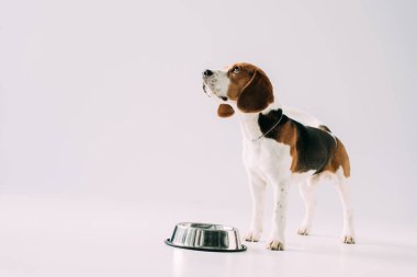 şirin beagle köpek ayakta kase gri arka plan üzerinde yakınındaki