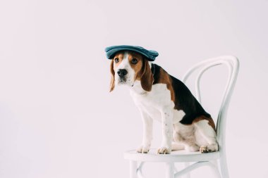 çok güzel beagle köpek beyaz şapka gri izole sandalyede oturan