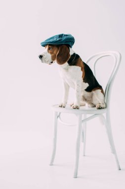 gri izole mavi şapkalı beyaz sandalye üzerinde oturan sevimli beagle köpek