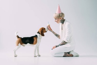 beagle köpek gri arka plan üzerinde yanında otururken Cupcake tutan mutlu sarışın kadın