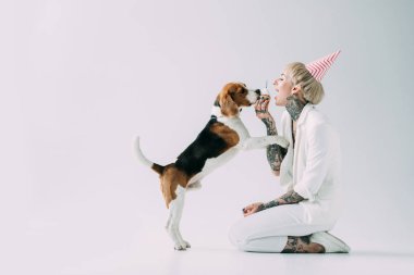 beagle köpek gri arka plan üzerinde yanında otururken kek yeme mutlu sarışın kadın