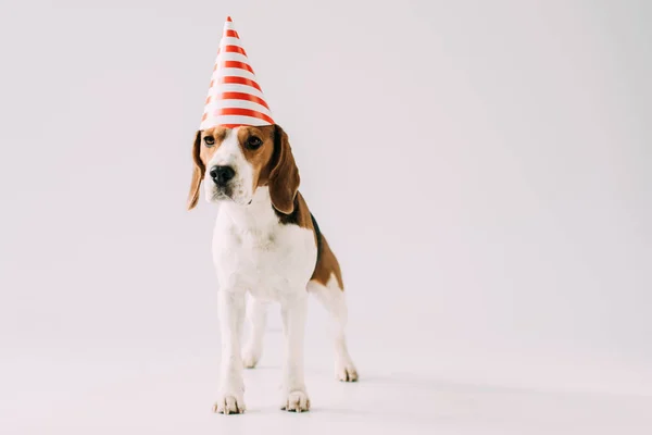 Cute Beagle Dog Standing Party Cap Grey Background — Stock Photo, Image