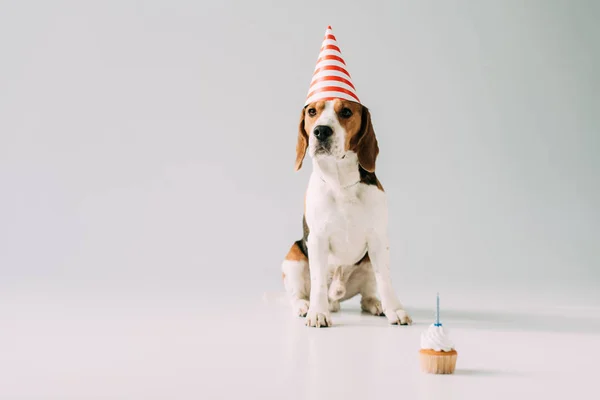 Bonito Beagle Cão Sentado Festa Cap Perto Cupcake Fundo Cinza — Fotografia de Stock