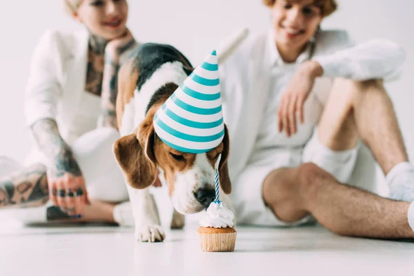 Szelektív Összpontosít Aranyos Beagle Kutya Eszik Cupcake Férfi Közelében Szürke — Stock Fotó