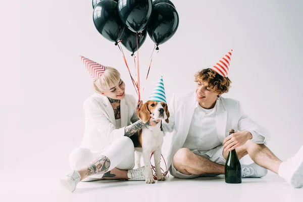 Cheerful Couple Sitting Beagle Dog Balloons Bottle Champagne Grey Background — Stock Photo, Image