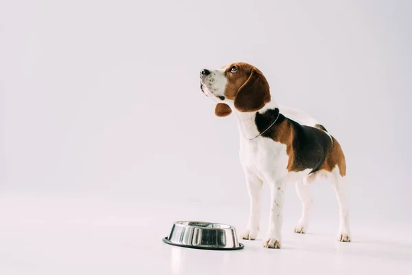 Drăguț Câine Beagle Picioare Lângă Castron Fundal Gri — Fotografie, imagine de stoc