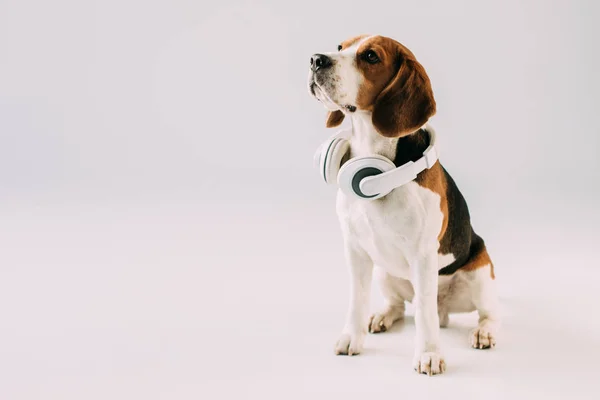 Bonito Beagle Cão Sentado Fones Ouvido Isolado Cinza — Fotografia de Stock