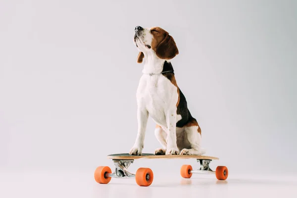 Schattig Beagle Hond Zittend Het Skateboard Grijze Achtergrond — Stockfoto