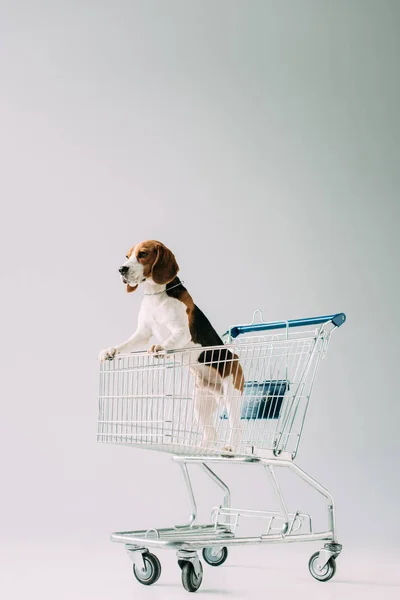 Lindo Perro Beagle Montar Carrito Compra Sobre Fondo Gris —  Fotos de Stock