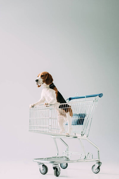 cute beagle dog riding in shopping cart on grey background