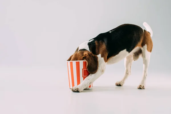 Anjing Beagle Makan Popcorn Dari Kotak Latar Belakang Abu Abu — Stok Foto