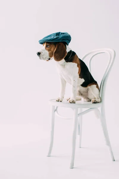 Bedårande Beaglehund Sitter Vit Stol Blå Hatt Isolerad Grå — Stockfoto