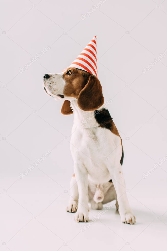 cute beagle dog sitting in party cap on grey background